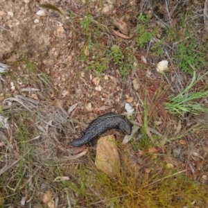 Tiliqua rugosa at Bungendore, NSW - 3 Dec 2022 11:08 AM