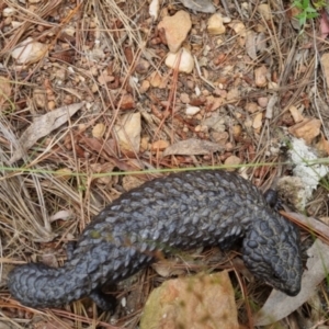 Tiliqua rugosa at Bungendore, NSW - 3 Dec 2022 11:08 AM