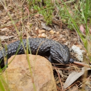 Tiliqua rugosa at Bungendore, NSW - 3 Dec 2022 11:08 AM