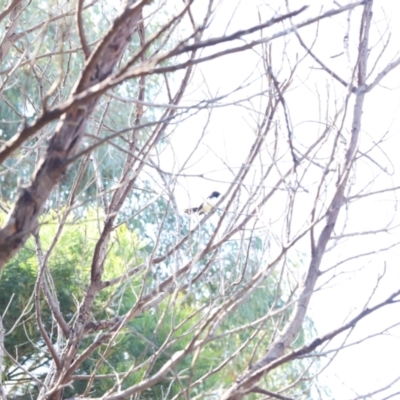 Rhipidura leucophrys (Willie Wagtail) at Stromlo, ACT - 2 Dec 2022 by JimL