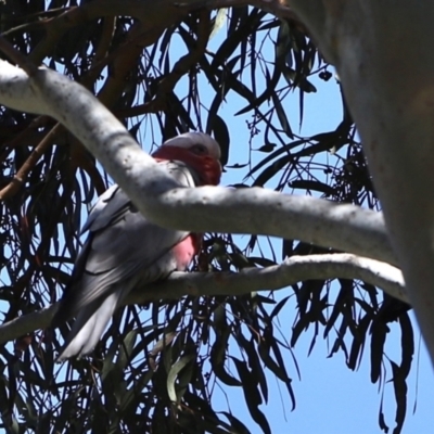 Eolophus roseicapilla (Galah) at Stromlo, ACT - 2 Dec 2022 by JimL