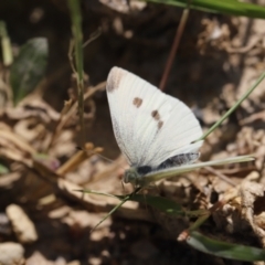 Pieris rapae (Cabbage White) at Stromlo, ACT - 2 Dec 2022 by JimL