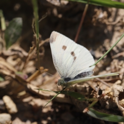 Pieris rapae (Cabbage White) at Stromlo, ACT - 3 Dec 2022 by JimL