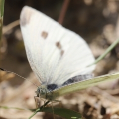 Pieris rapae at Stromlo, ACT - 3 Dec 2022