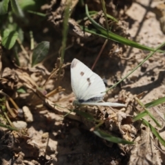 Pieris rapae at Stromlo, ACT - 3 Dec 2022