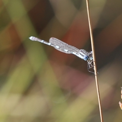 Austrolestes leda (Wandering Ringtail) at Stromlo, ACT - 2 Dec 2022 by JimL