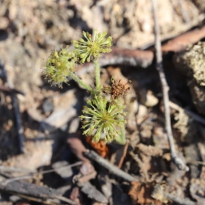 Hydrocotyle laxiflora (Stinking Pennywort) at Stromlo, ACT - 2 Dec 2022 by JimL