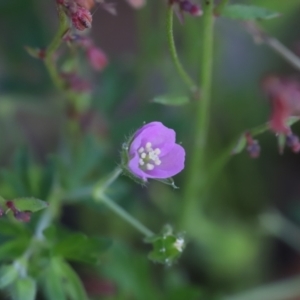 Geranium solanderi var. solanderi at Stromlo, ACT - 3 Dec 2022