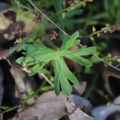 Geranium solanderi var. solanderi at Stromlo, ACT - 3 Dec 2022