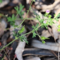 Geranium solanderi var. solanderi at Stromlo, ACT - 3 Dec 2022