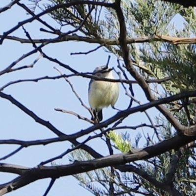 Acanthiza chrysorrhoa (Yellow-rumped Thornbill) at Stromlo, ACT - 2 Dec 2022 by JimL