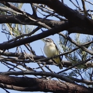 Acanthiza chrysorrhoa at Stromlo, ACT - 3 Dec 2022