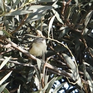 Acanthiza chrysorrhoa at Stromlo, ACT - 3 Dec 2022