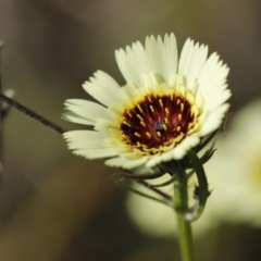 Tolpis barbata (Yellow Hawkweed) at Stromlo, ACT - 2 Dec 2022 by JimL