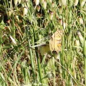 Heteronympha merope at Stromlo, ACT - 3 Dec 2022 08:22 AM