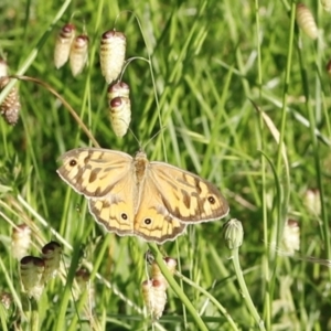 Heteronympha merope at Stromlo, ACT - 3 Dec 2022 08:22 AM