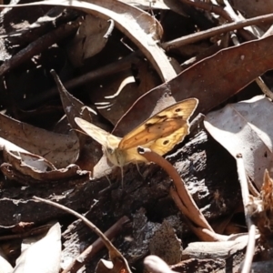 Heteronympha merope at Stromlo, ACT - 3 Dec 2022 08:22 AM