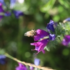 Apis mellifera (European honey bee) at Stromlo, ACT - 3 Dec 2022 by JimL
