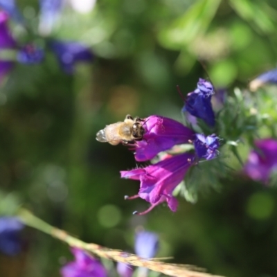Apis mellifera (European honey bee) at Stromlo, ACT - 3 Dec 2022 by JimL