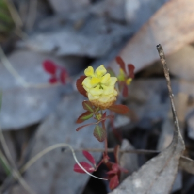 Trifolium campestre (Hop Clover) at Stromlo, ACT - 3 Dec 2022 by JimL