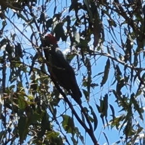 Callocephalon fimbriatum at O'Malley, ACT - 3 Dec 2022