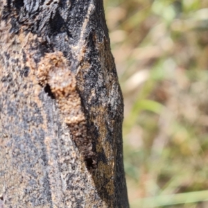 Lepidoptera unclassified IMMATURE moth at Symonston, ACT - 3 Dec 2022