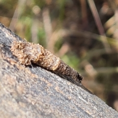 Lepidoptera unclassified IMMATURE at Symonston, ACT - 3 Dec 2022 12:05 PM