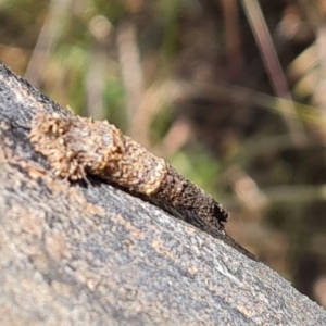 Lepidoptera unclassified IMMATURE at Symonston, ACT - 3 Dec 2022 12:05 PM