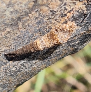 Lepidoptera unclassified IMMATURE at Symonston, ACT - 3 Dec 2022 12:05 PM