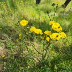 Crepis capillaris at Jerrabomberra, ACT - 3 Dec 2022