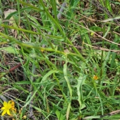 Crepis capillaris at Jerrabomberra, ACT - 3 Dec 2022