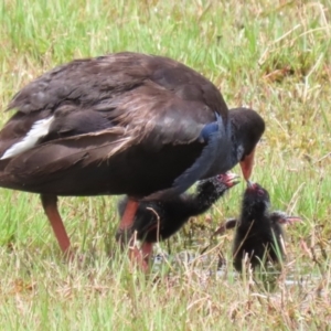 Porphyrio melanotus at Fyshwick, ACT - 2 Dec 2022