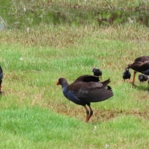 Porphyrio melanotus at Fyshwick, ACT - 2 Dec 2022