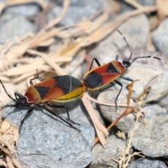 Dindymus versicolor (Harlequin Bug) at Jerrabomberra Wetlands - 2 Dec 2022 by RodDeb