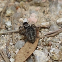Maratus griseus (Jumping spider) at Fyshwick, ACT - 2 Dec 2022 by RodDeb