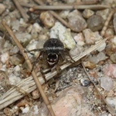 Maratus griseus at Fyshwick, ACT - 2 Dec 2022