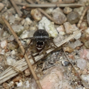 Maratus griseus at Fyshwick, ACT - 2 Dec 2022 01:15 PM