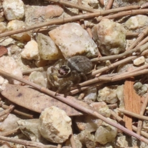 Maratus griseus at Fyshwick, ACT - 2 Dec 2022 01:15 PM