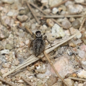 Maratus griseus at Fyshwick, ACT - 2 Dec 2022 01:15 PM