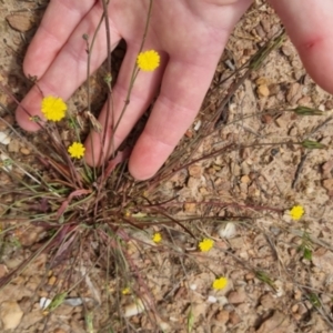 Hypochaeris glabra at Bungendore, NSW - 3 Dec 2022 10:28 AM