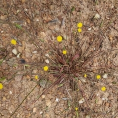 Hypochaeris glabra at Bungendore, NSW - 3 Dec 2022 10:28 AM