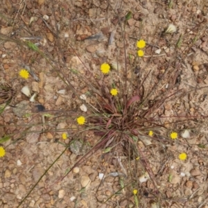 Hypochaeris glabra at Bungendore, NSW - 3 Dec 2022 10:28 AM