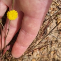 Hypochaeris glabra at Bungendore, NSW - 3 Dec 2022 10:28 AM