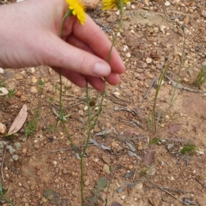 Hypochaeris radicata at Bungendore, NSW - 2 Dec 2022