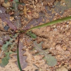 Hypochaeris radicata at Bungendore, NSW - 2 Dec 2022