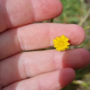 Hypochaeris radicata at Bungendore, NSW - 3 Dec 2022