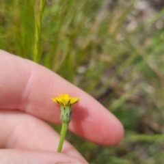 Hypochaeris radicata at Bungendore, NSW - 3 Dec 2022