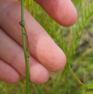 Hypochaeris radicata at Bungendore, NSW - 3 Dec 2022