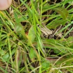 Hypochaeris radicata at Bungendore, NSW - 3 Dec 2022