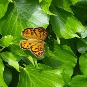 Heteronympha merope at Bungendore, NSW - 3 Dec 2022